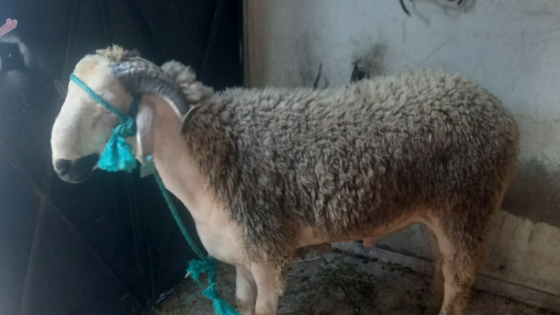 La viande